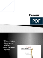 Fémur