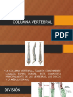 Columna Vertebral