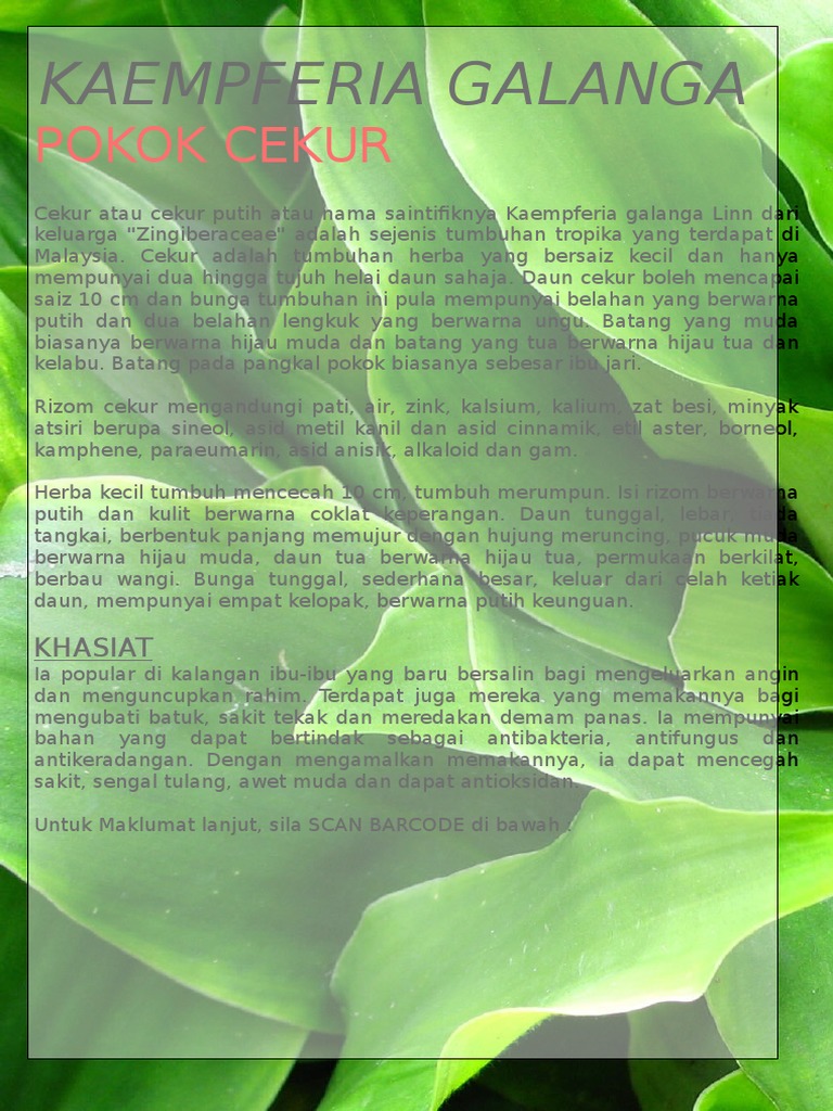 Khasiat Daun Cekur