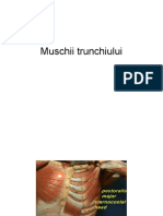 Muschii Trunchiului