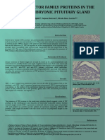 TFF Embryo Pituitary - Poster