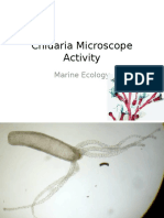 marine ecology cnidaria activity