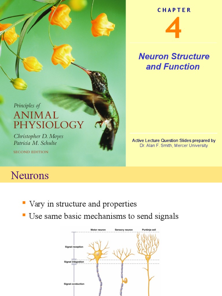 Neuron Structure and Function: Active Lecture Question Slides prepared