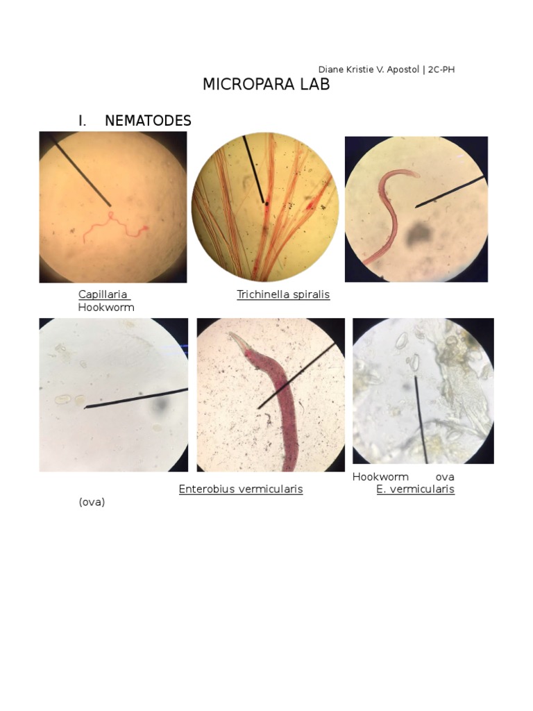 Microparasitology: Nematode Overview | PDF | Science & Mathematics