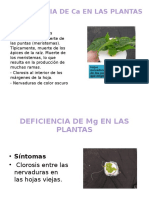 Deficiencia de Ca en Las Plantas