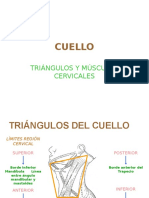 cuello Regiones y Músculos