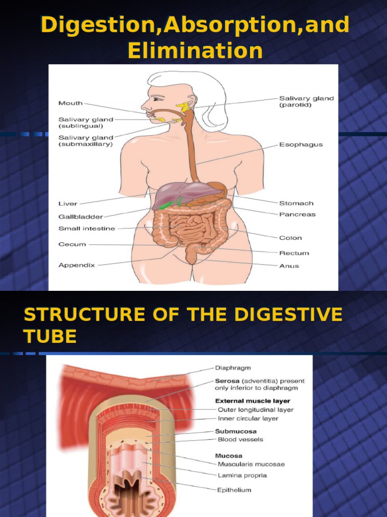 Digestion,Absorption,And Elimination Digestión Estómago