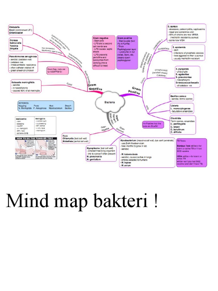 Mind Map Bakteri