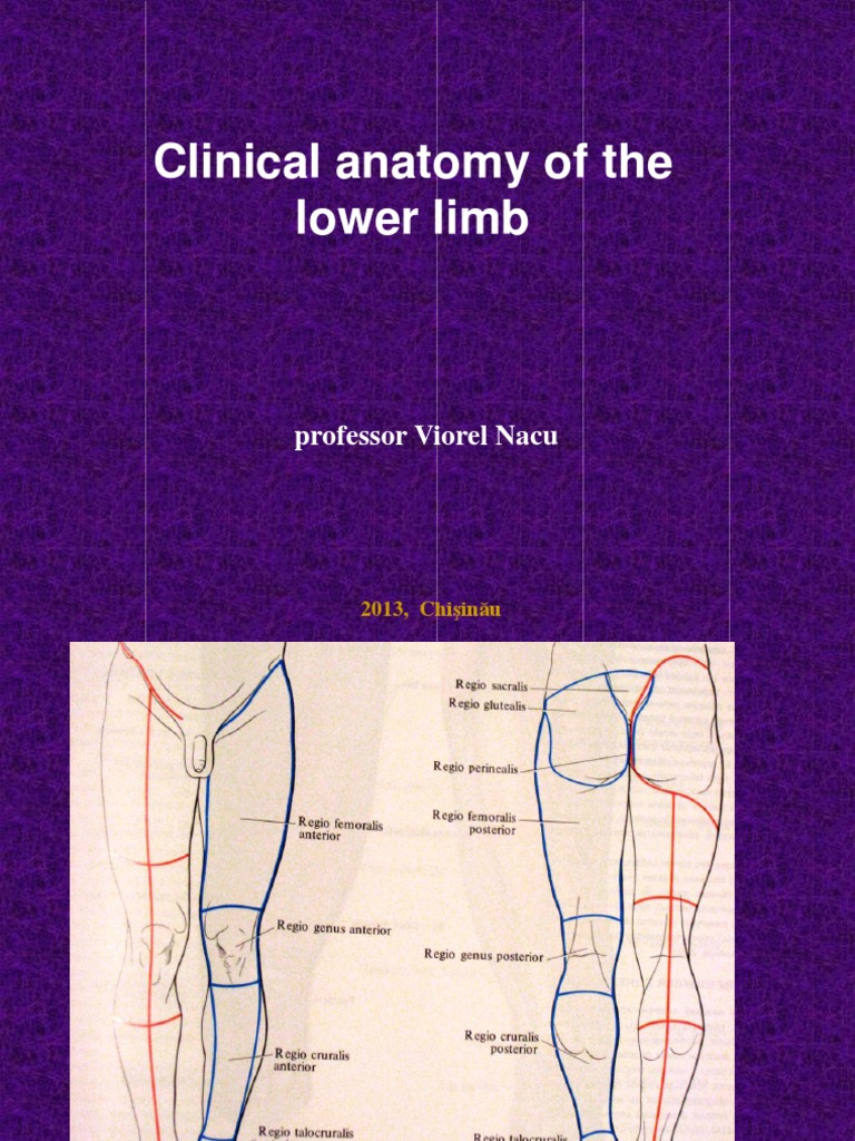 Clinical Anatomy of The Lower Limb Eng 2013 | PDF | Foot | Human Leg