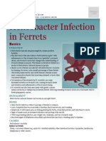 Helicobacter Infection in Ferrets