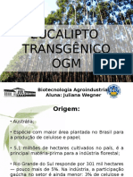 Eucalipto Transg