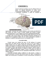 Creierul Uman