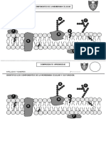 Membrana Celular