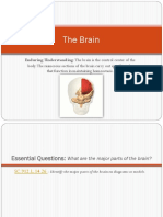 the brain.pdf