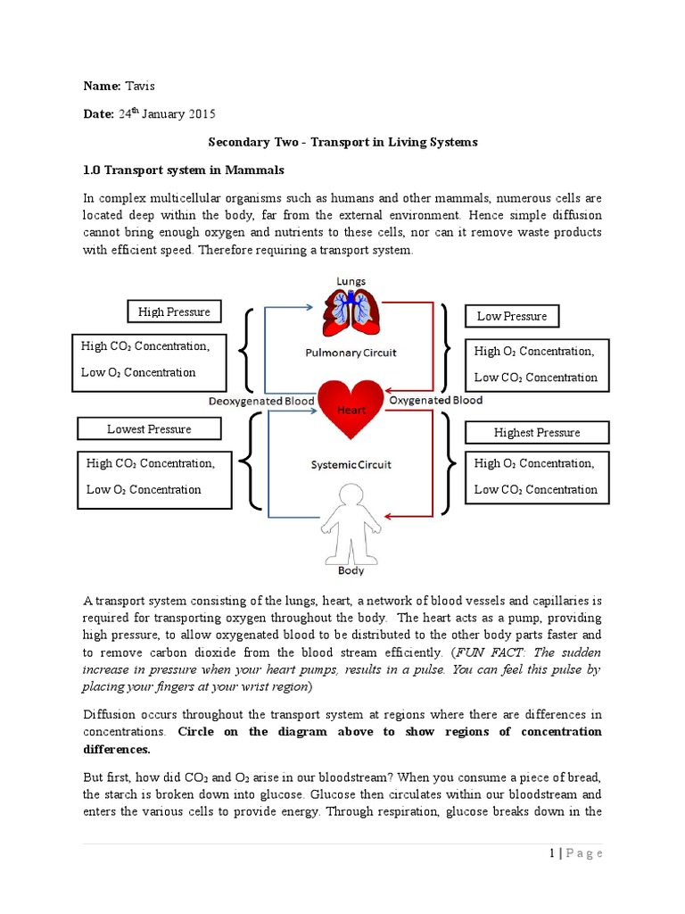 Secondary Two Science Worksheet Human Transport System 24jan2015 ...
