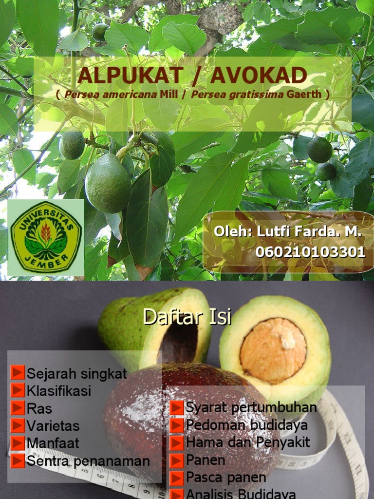 ALPUKAT.ppt