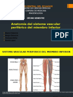 Anatomía Vascular Periférica de Miembro Inferior