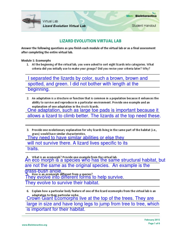 Lizard Evolution Virtual Lab Student Worksheet 1 Evolution Adaptation