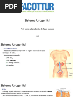 Sistema Urogenital