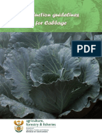 Prod Guide Cabbage