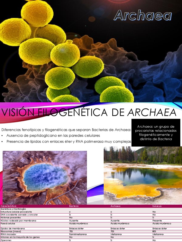 Estructura y Diversidad de Archaea | PDF | Archaea | Las bacterias