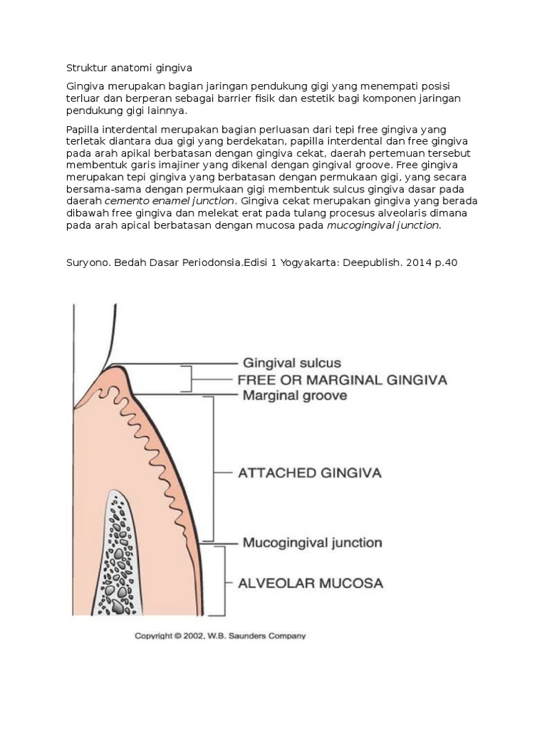 Struktur Anatomi Gingiva