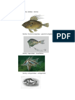 Ordozeiformes Family Zeidae - Dories