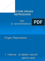 Anatomi Organ Reproduksi Nur