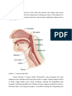 Anatomi Jalan Nafas Ppy
