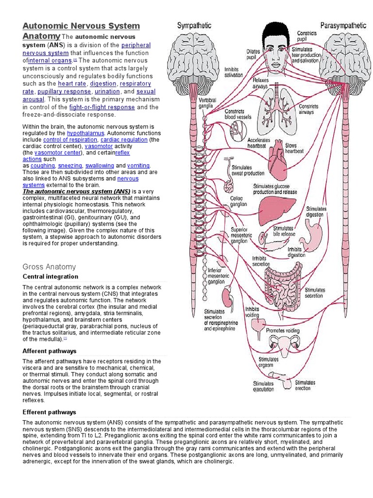 Anatomy of the Autonomic Nervous System | PDF | Autonomic Nervous ...