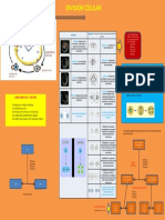 Infografia - Division Celular - Cuicapuza Varillas Angela Karina