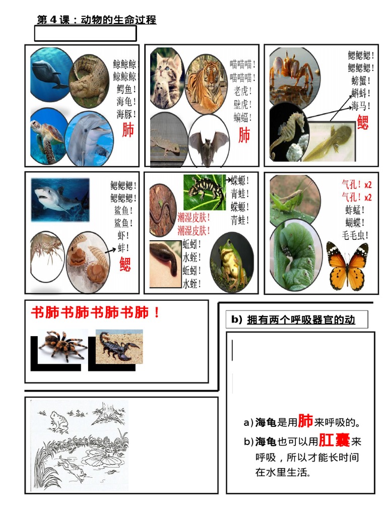 动物的呼吸器官 Pdf