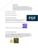 Clasificación de Las Bacterias