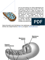 Mitocondria y Teoría Endosimbionte 2014