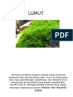 Lumut + Lichen