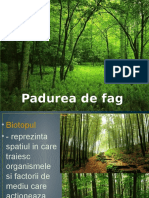 Padurea de Fag