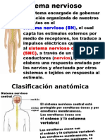 Ppt Sistema Nervioso y Endocrino