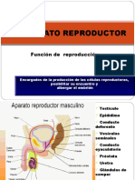Ppt Sistema Reproductor