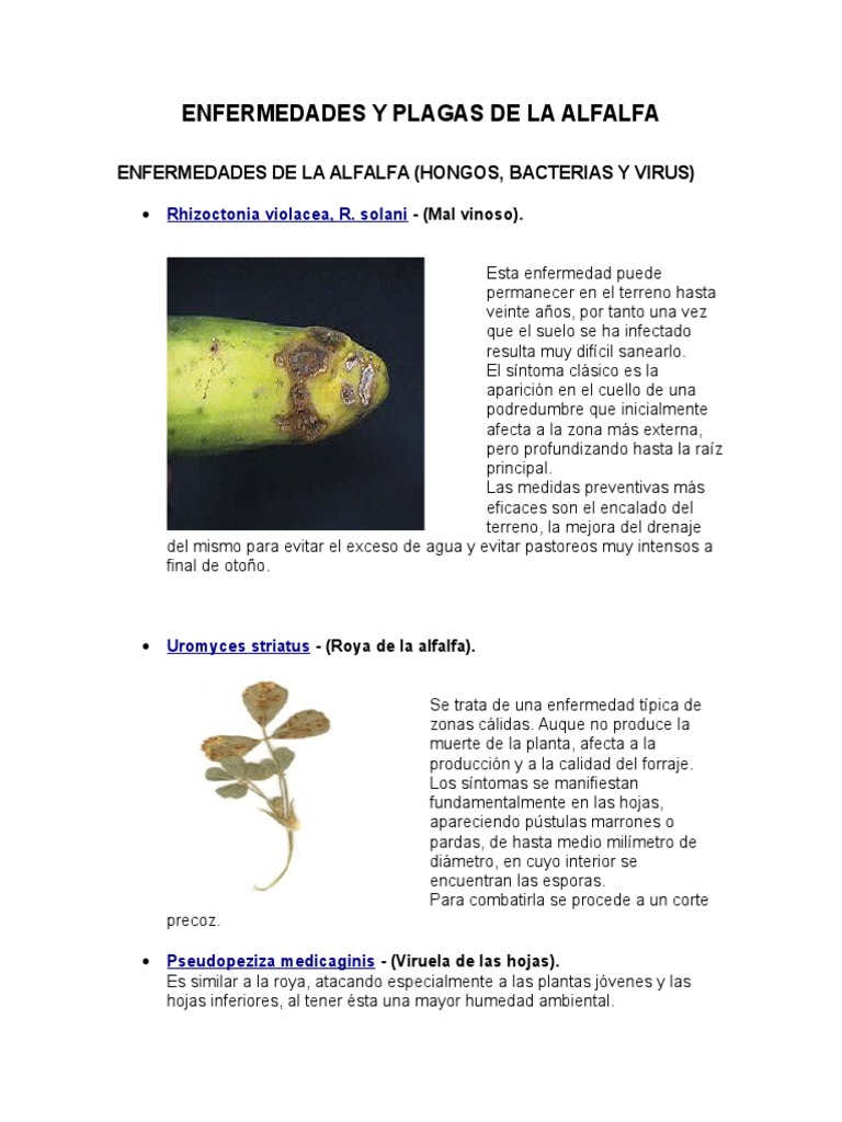 Enfermedades y Plagas de La Alfalfa (PASTOS Y FORRAJES) | PDF | Alfalfa ...