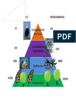 Flujp de Materia y Energía