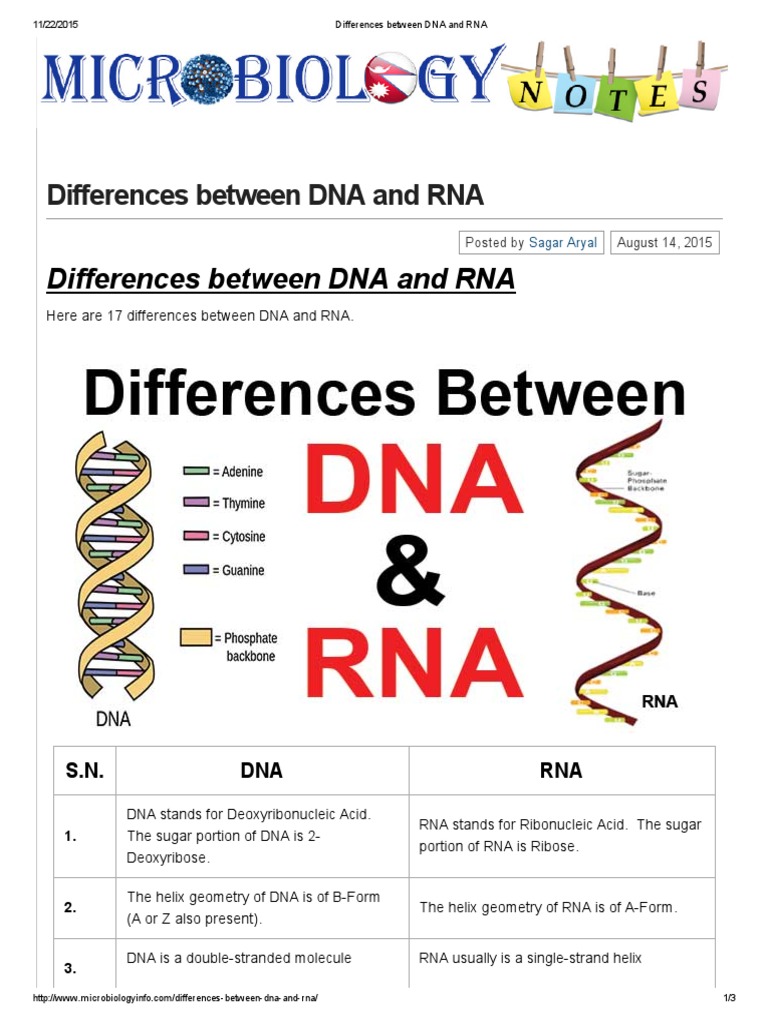 Differences Between DNA and RNA | PDF | Rna | Base Pair