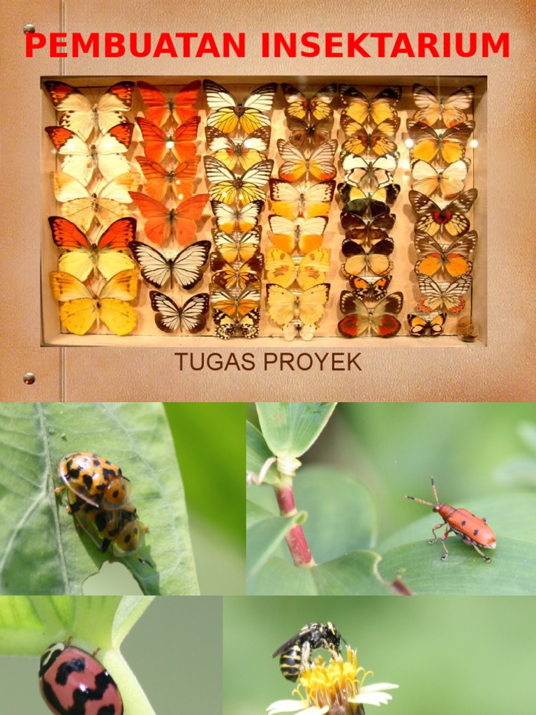 Pembuatan Insektarium 2 | PDF