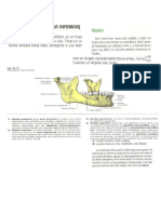 Articulación Temporomandibular