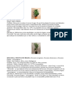 Plantas Purificadoras Del Aire