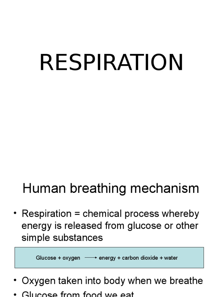 Mechanism of Human Respiration Explained | PDF | Respiratory System | Lung