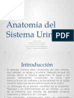 Anatomía Del Sistema Urinario