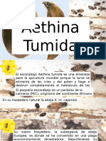 Aethina Tumida