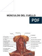 3. Musculos Del Cuello