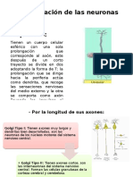 Clasificación de Las Neuronas