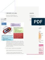 Funciones de Celulas